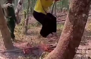 网传 缅北被骗 男猪仔 没业绩，就吊起来烤 #诈骗 #猪仔 #烧烤