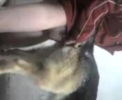 欧美猥琐男精虫上脑在家中狂操大狼狗人兽性交视频