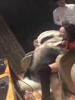 【12.11惊天大瓜】河北某网咖“人兽门”！古牧犬强上女孩，